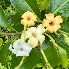 Pua Kenikeni Perfume Blumensamen – Traditionssorte ohne Gentechnik duftend Blüten Garten Aussaat