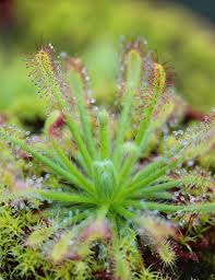 hell Grün Sundew Blumensamen zur Aussaat Traditionssorte Sorte Traditionssorte & ohne Gentechnik Samen Hausgarten