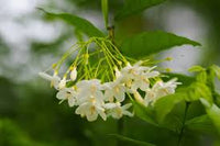 Weiß Mok Blumensamen zur Aussaat – robust Sorte – Traditionssorte & ohne Gentechnik Samen Hausgarten