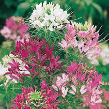 Lila Cleome Samen Blumensamen zur Aussaat – hochwertige Qualitäts- – Traditionssorte & ohne Gentechnik Samen Hausgarten