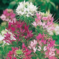 Lila Cleome Samen Blumensamen zur Aussaat – hochwertige Qualitäts- – Traditionssorte & ohne Gentechnik Samen Hausgarten