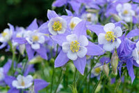 hell Blau Rosa Akelei Blumensamen zur Aussaat kompakt Wuchs Traditionssorte & ohne Gentechnik Samen Hausgarten