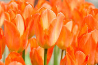 Orange Rot Tulpe Blumensamen zur Aussaat – Traditionssorte ohne Gentechnik biologisch Garten Samen – leuchtend Blüten Keimung