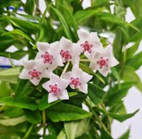 Lime Grün Hoya Blumensamen zur Aussaat Bestäuber freundlich Traditionssorte & ohne Gentechnik Samen Hausgarten