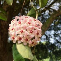 Pfirsichfarben Rosa Carnosa Blumensamen Garten leuchtend Traditionssorte & ohne Gentechnik Samen Hausgarten