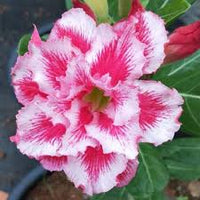 Weiß Rosa Wüstenrose Blumensamen zur Aussaat Wildblume Mischung Traditionssorte & ohne Gentechnik Samen Hausgarten