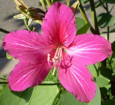 hell Rosa Bauhinia Blumensamen zur Aussaat Garten beliebt Traditionssorte & ohne Gentechnik Samen Hausgarten