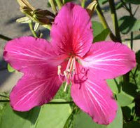 hell Rosa Bauhinia Blumensamen zur Aussaat Garten beliebt Traditionssorte & ohne Gentechnik Samen Hausgarten