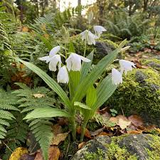 Weiß Windbell Orchidee Blumensamen zur Aussaat – Garten beliebt – Traditionssorte & ohne Gentechnik Samen Hausgarten