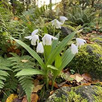 Weiß Windbell Orchidee Blumensamen zur Aussaat – Garten beliebt – Traditionssorte & ohne Gentechnik Samen Hausgarten