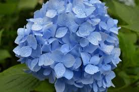 Blau Geranie Flores Blumensamen zur Aussaat saisonal Dauerblüher Traditionssorte & ohne Gentechnik Samen Hausgarten