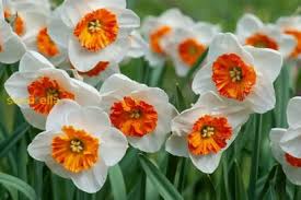 Thick Orange Weiß Daffodils Blumensamen zur Aussaat Anzucht Traditionssorte & ohne Gentechnik Samen Hausgarten