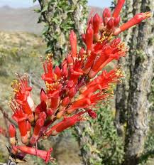 Ocotillo Fouquieria Splendens Blumensamen zur Aussaat – sonnenliebend – Traditionssorte & ohne Gentechnik Samen Hausgarten