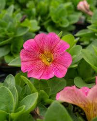 Gelb & Rosa Petunie Blumensamen zur Aussaat Anzucht Traditionssorte & ohne Gentechnik Samen Hausgarten