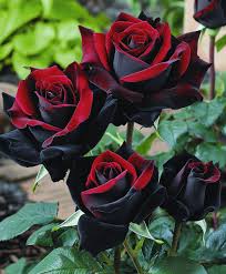 tief Rot Rose Blumensamen zur Aussaat pflegeleicht Traditionssorte & ohne Gentechnik Samen Hausgarten