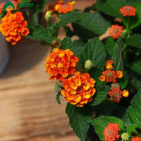 Orange Wandelröschen Blumensamen zur Aussaat farbenfroh Schau Traditionssorte & ohne Gentechnik Samen Hausgarten