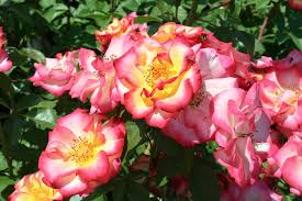 Betty Boop Rose Blumensamen zur Aussaat – kompakt Wuchs – Traditionssorte & ohne Gentechnik Samen Haus Garde