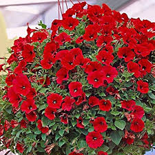 Scarlet Rot Petunie Blumensamen zur Aussaat – leuchtend – Traditionssorte & ohne Gentechnik Samen Hausgarten