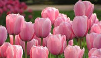 hell Rosa Tulpe Blumensamen zur Aussaat – hochwertige Qualitäts- – Traditionssorte & ohne Gentechnik Samen Hausgarten