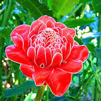 Rot Grün Torch Ginger Blumensamen zur Aussaat – Anzucht – Traditionssorte & ohne Gentechnik Samen Hausgarten