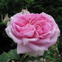Damaszenerrose Rosa Samen Duftrose