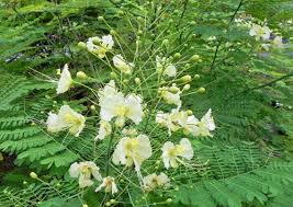 Weiß Caesalpinia Blumensamen zur Aussaat – Bestäuber freundlich Traditionssorte & ohne Gentechnik Samen Hausgarten