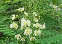 Weiß Caesalpinia Blumensamen zur Aussaat – Bestäuber freundlich Traditionssorte & ohne Gentechnik Samen Hausgarten