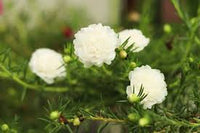 Weiß Succulent Blumensamen zur Aussaat Bestäuber freundlich Traditionssorte & ohne Gentechnik Samen Hausgarten