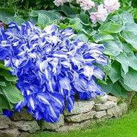 Hosta mehrjährig Blumensamen zur Aussaat – Anzucht – Traditionssorte & ohne Gentechnik Samen Hausgarten