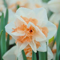 Daffodils blume samen anpflanzung weiß