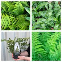 Lila Fern Pteridophyta zur Aussaat Traditionssorte & Non Gentechnik Samen leuchtend