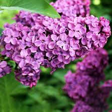 Lila Alismatifolia Blumensamen zur Aussaat Garten beliebt Traditionssorte & ohne Gentechnik Samen Hausgarten