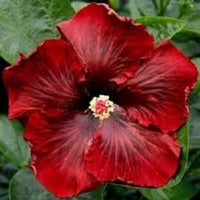 Rot Schwarz Hibiskus Blumensamen zur Aussaat Bestäuber freundlich Traditionssorte & ohne Gentechnik Samen Hausgarten
