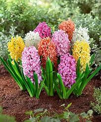 Hyacinth Blumensamen zur Aussaat – robust Sorte – Traditionssorte & ohne Gentechnik Samen Hausgarten