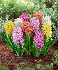 Hyacinth Blumensamen zur Aussaat – robust Sorte – Traditionssorte & ohne Gentechnik Samen Hausgarten