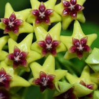 Grün Lila Hoya Blumensamen zur Aussaat kompakt Wuchs Traditionssorte & ohne Gentechnik Samen Hausgarten