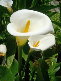 Zantedeschia aethiopica blume samen weiß for anpflanzung - samen stunning and elegant blooms in your