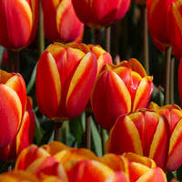 Rot Orange Tulpe Blumensamen – hochwertige Qualitäts- Traditionssorte & ohne Gentechnik Hausgarten