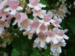 Rosa Kolkwitzia Blumensamen zur Aussaat – Drought verträglich – Traditionssorte & ohne Gentechnik Samen Hausgarten