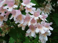 Rosa Kolkwitzia Blumensamen zur Aussaat – Drought verträglich – Traditionssorte & ohne Gentechnik Samen Hausgarten