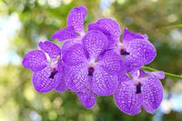 Violett Vanda Orchidee Blumensamen zur Aussaat – leuchtend – Traditionssorte & ohne Gentechnik Samen Hausgarten