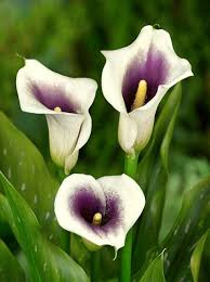 Calla Lilies Mischung Blumensamen zur Aussaat – leuchtend farbenfroh Blüten