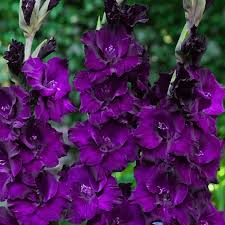 dunkel Lila Gladiole Blumensamen zur Aussaat leuchtend Blüten Traditionssorte & ohne Gentechnik Samen Hausgarten