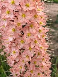 Eremurus Blumensamen zur Aussaat – Halbschatten verträglich – Traditionssorte & ohne Gentechnik Samen Hausgarten