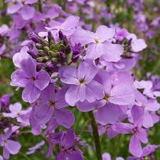 Hesperis Blumensamen zur Aussaat farbenfroh Schau Traditionssorte & ohne Gentechnik Samen Hausgarten