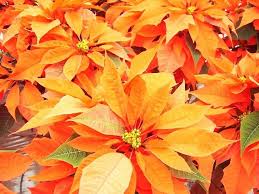 Orange Weihnachtsstern Samen Blumensamen zur Aussaat Bestäuber freundlich Traditionssorte & ohne Gentechnik Samen Hausgarten