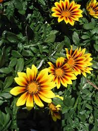 Gelb Rot Mittagsgold Rigens Blume Samen zur Aussaat leuchtend Blüten Garten