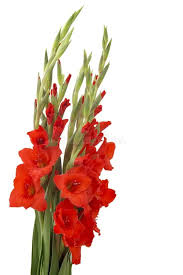 Bordeaux Gladiole Blumensamen zur Aussaat kompakt Wuchs Traditionssorte & ohne Gentechnik Samen Hausgarten