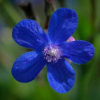 Blau Anchusa Blumensamen zur Aussaat ideal Rabatten Traditionssorte & ohne Gentechnik Samen Hausgarten