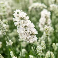 Weiß Lavendel Blumensamen Garten robust Sorte Traditionssorte & ohne Gentechnik Samen Hausgarten